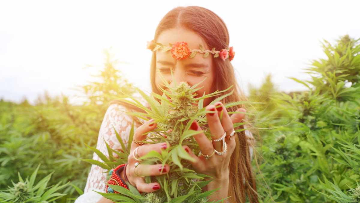 beginner's guide to cannabis